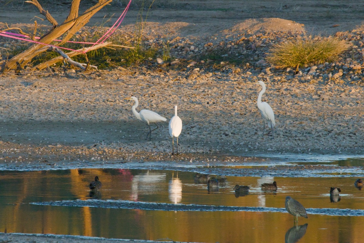 לבנית גדולה - ML646152681