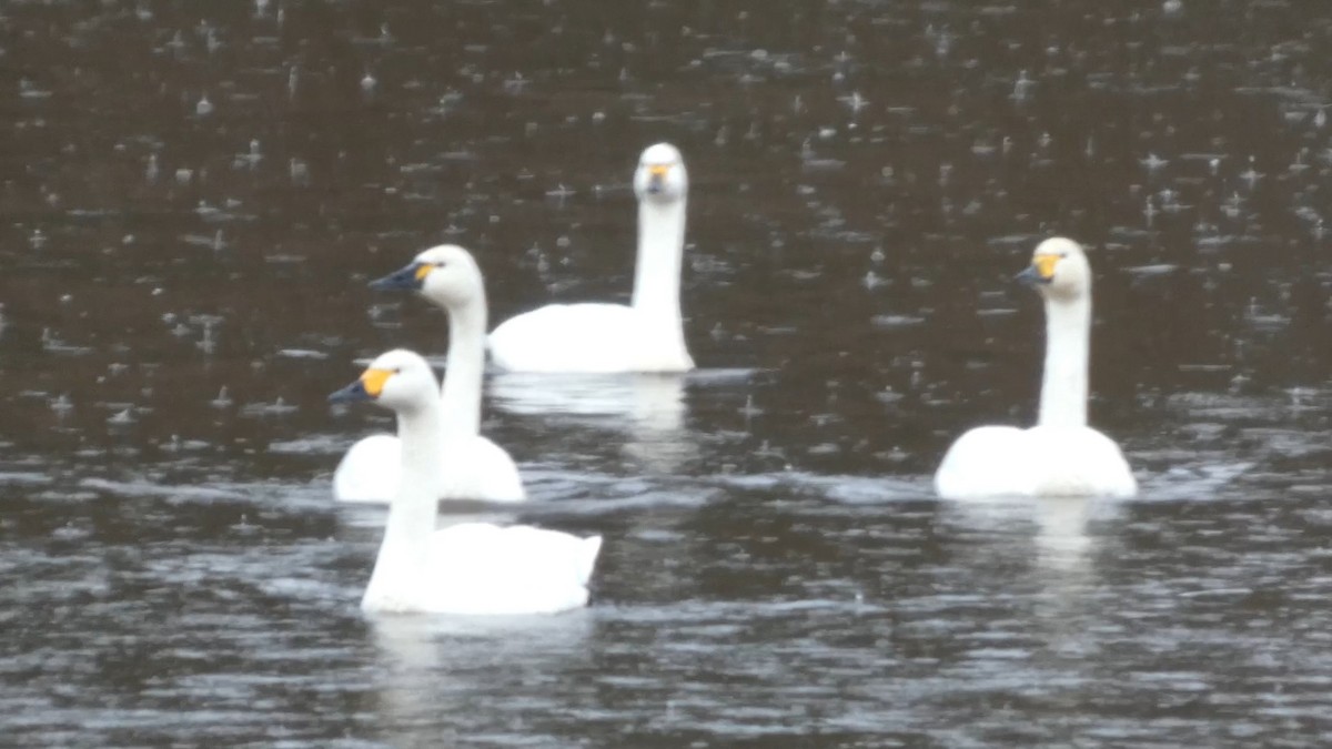 dvergsvane (columbianus) - ML646152690