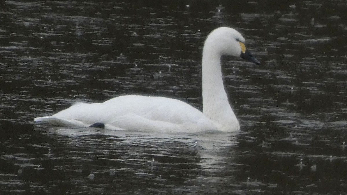 dvergsvane (columbianus) - ML646152691