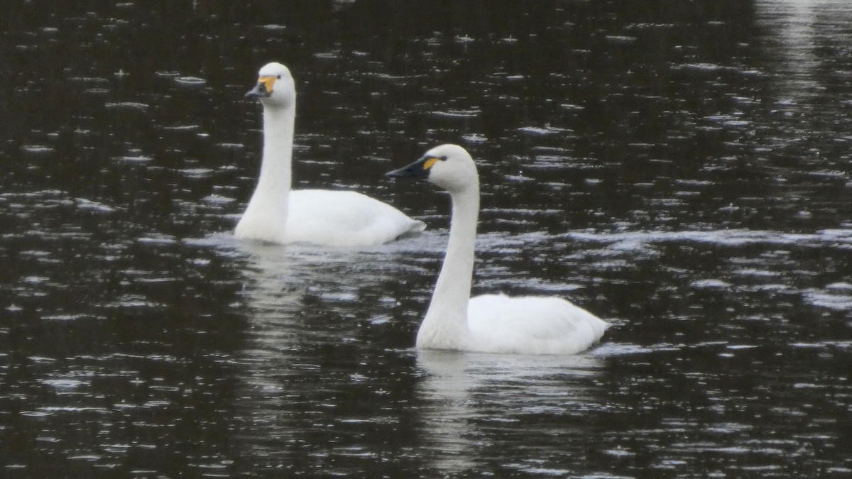 labuť malá (ssp. columbianus) - ML646152692