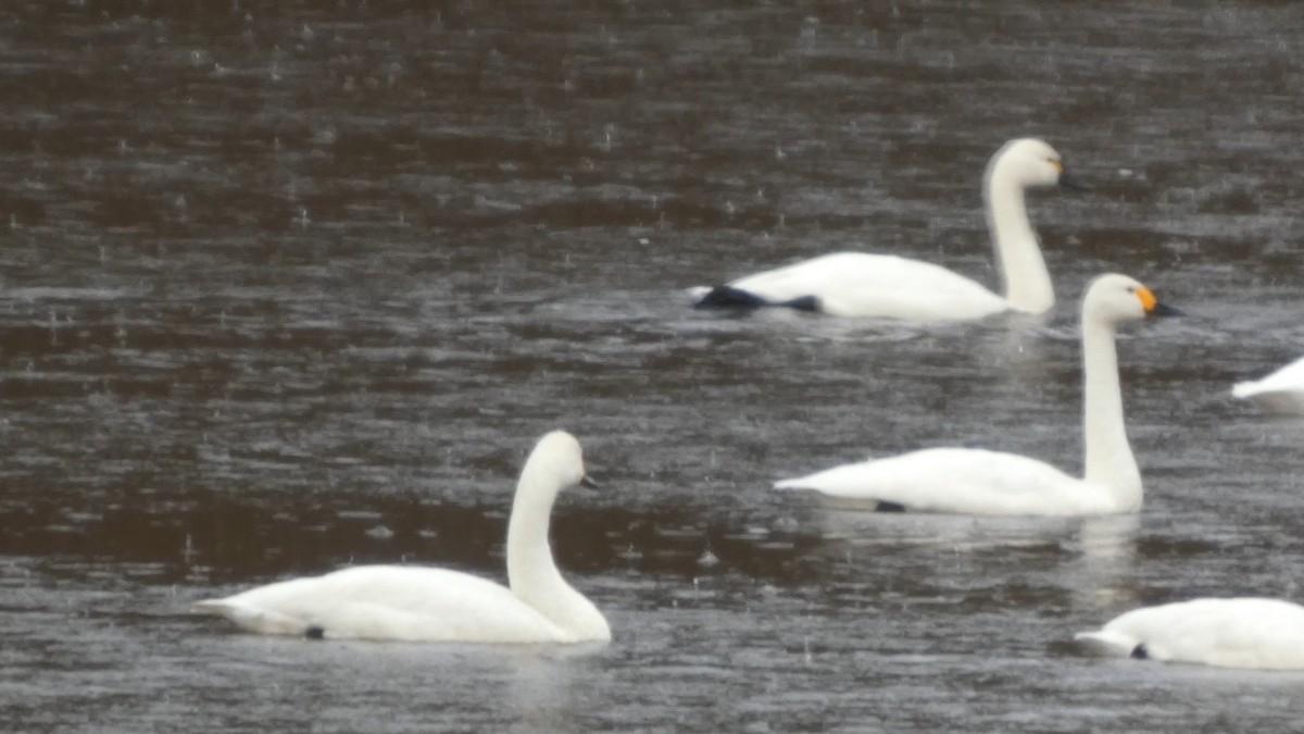 dvergsvane (columbianus) - ML646152693