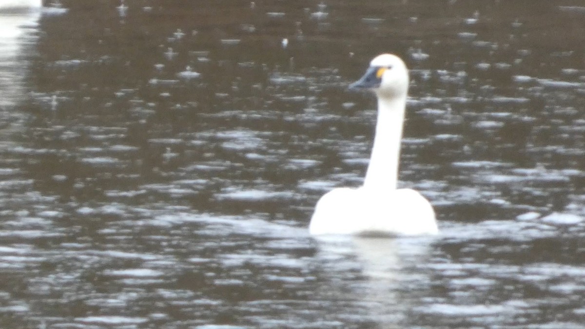 dvergsvane (columbianus) - ML646152694