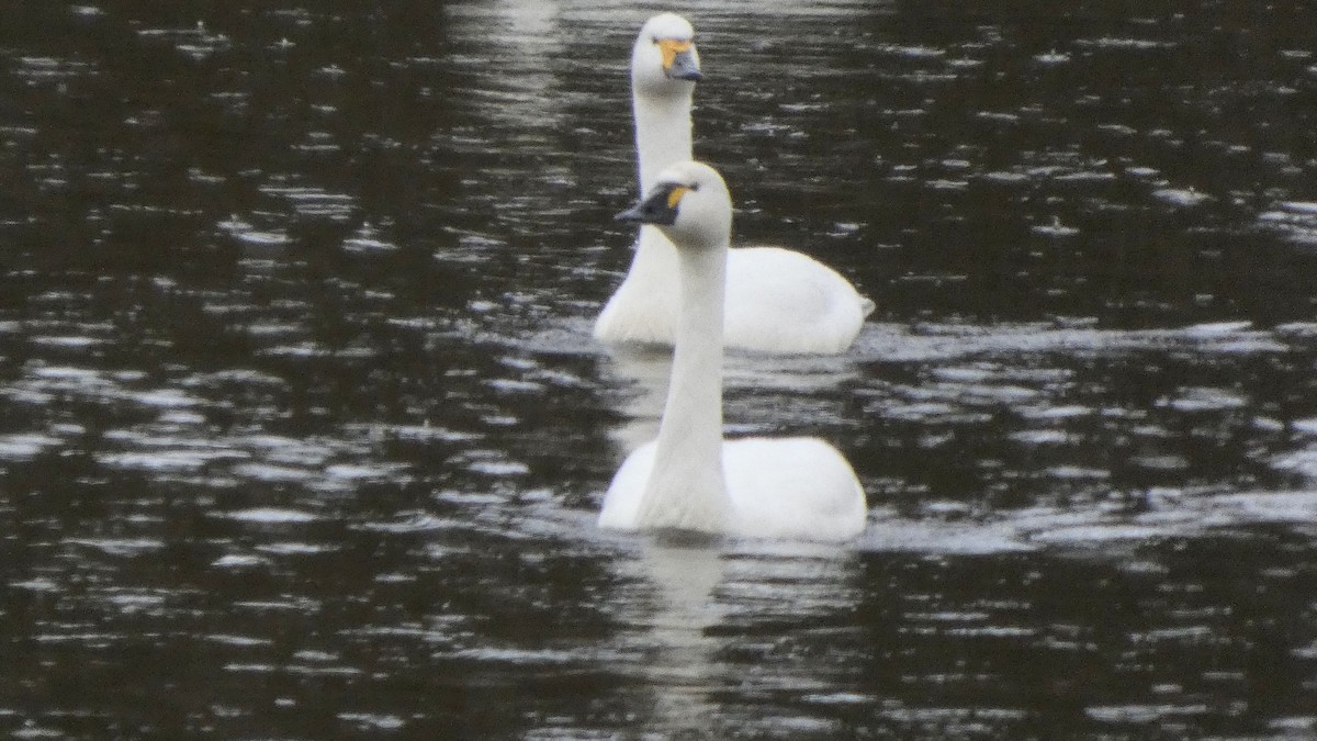 labuť malá (ssp. columbianus) - ML646152695