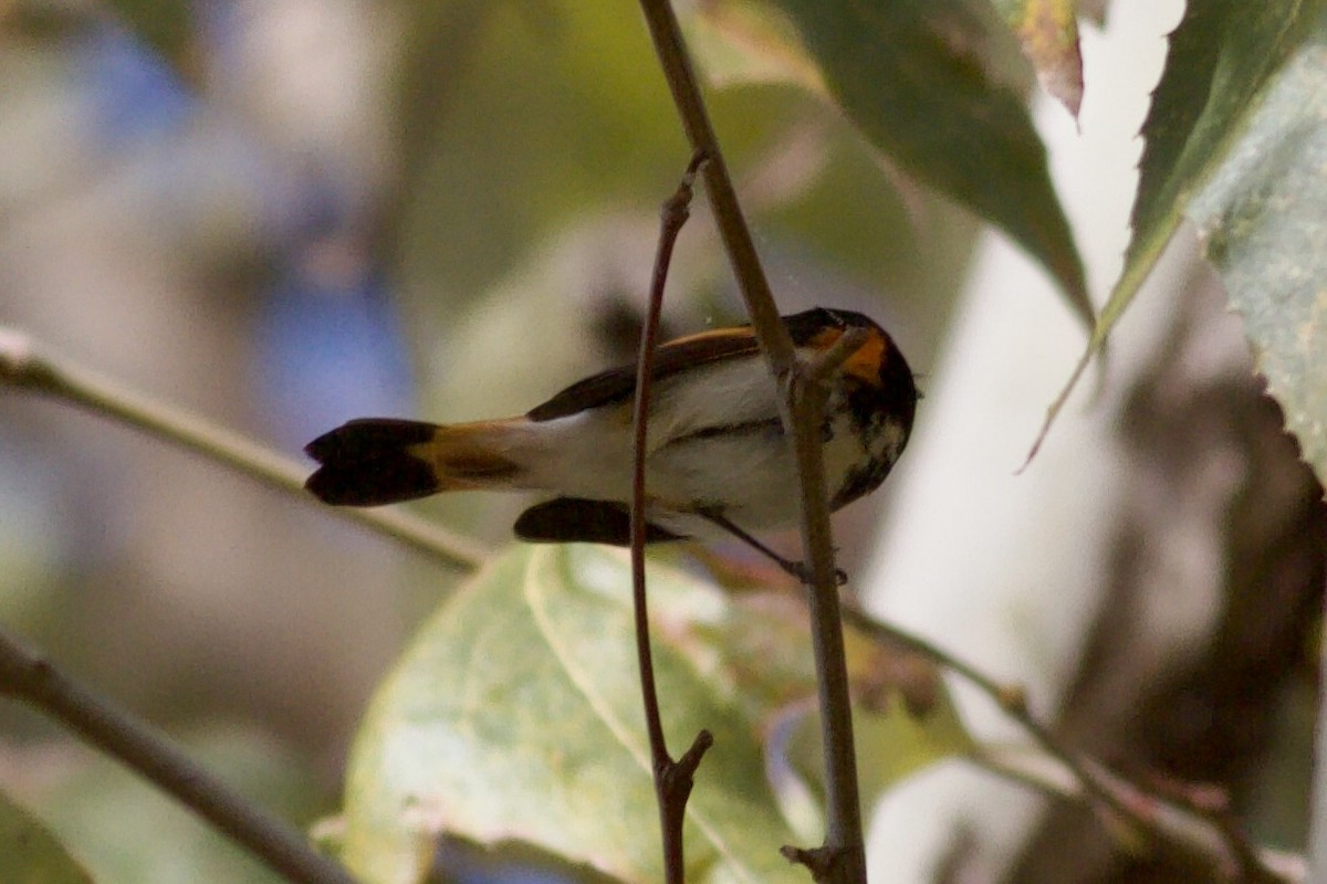 American Redstart - ML646152710
