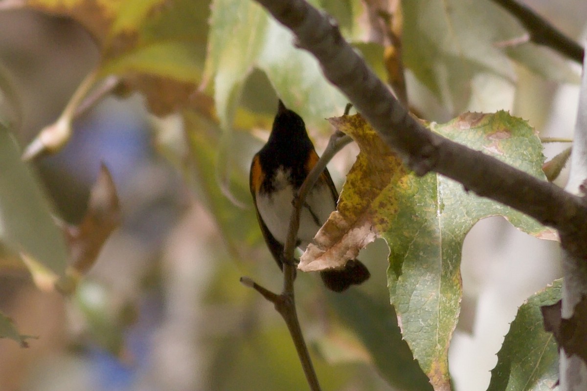 American Redstart - ML646152712