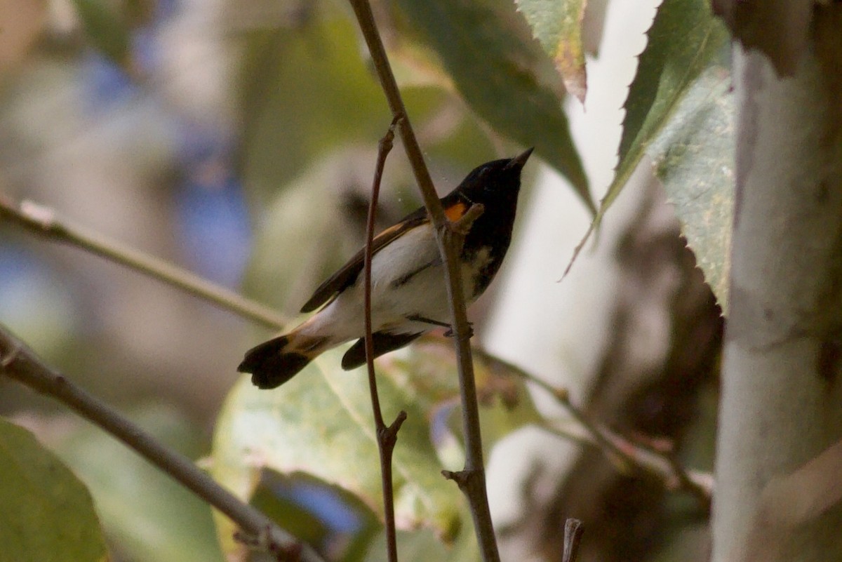 American Redstart - ML646152713