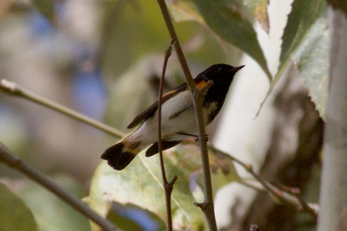 American Redstart - ML646152714
