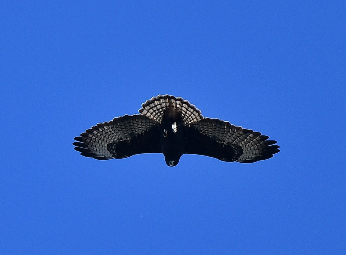 Short-tailed Hawk - ML646152715
