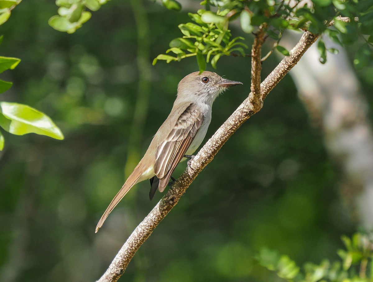 La Sagra's Flycatcher - ML646152726