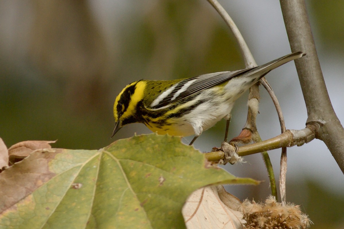 Townsend's Warbler - ML646152740