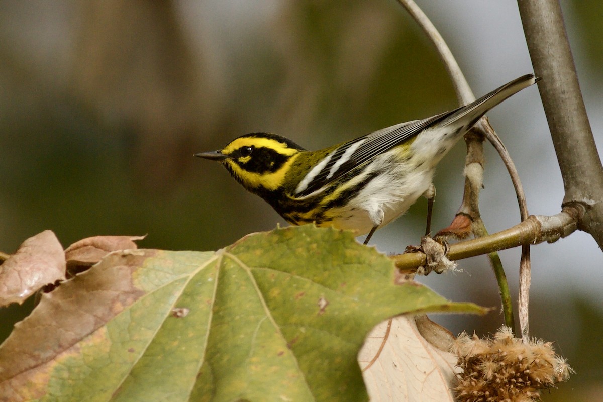 Townsend's Warbler - ML646152741