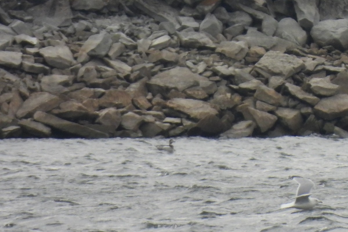 Long-tailed Duck - ML646152742