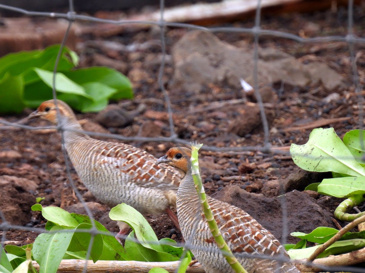 Gray Francolin - ML646152748