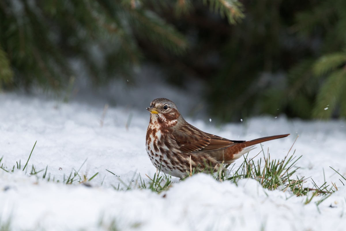 Fox Sparrow - ML646152753