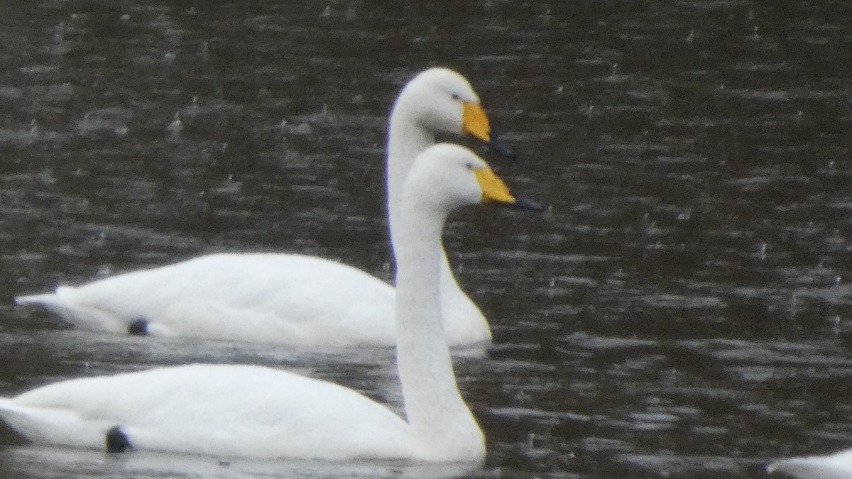 labuť zpěvná - ML646152755