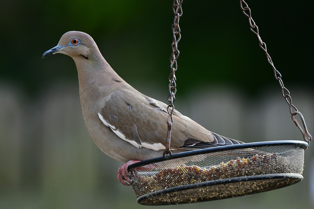 White-winged Dove - ML646152756
