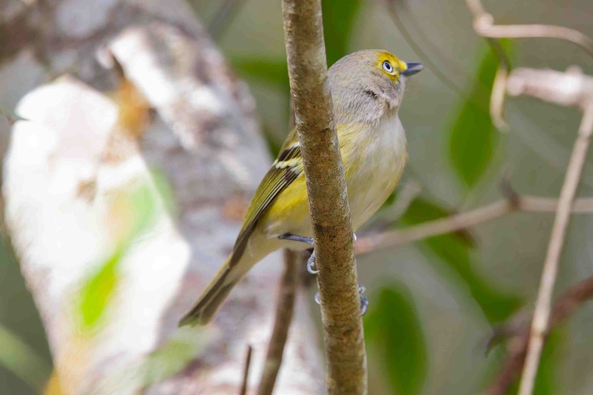 White-eyed Vireo - ML646152760