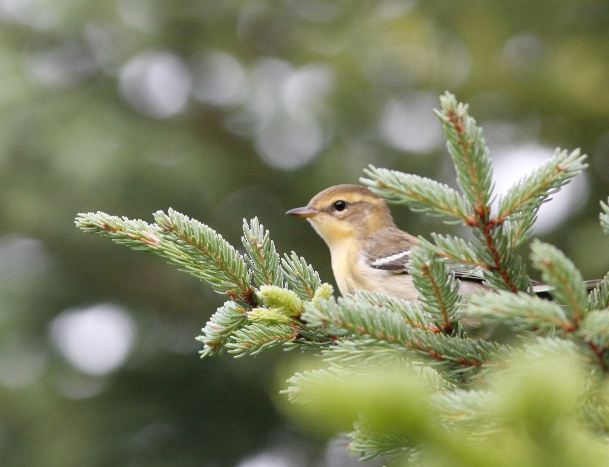 Reinita Gorjinaranja - ML646152763