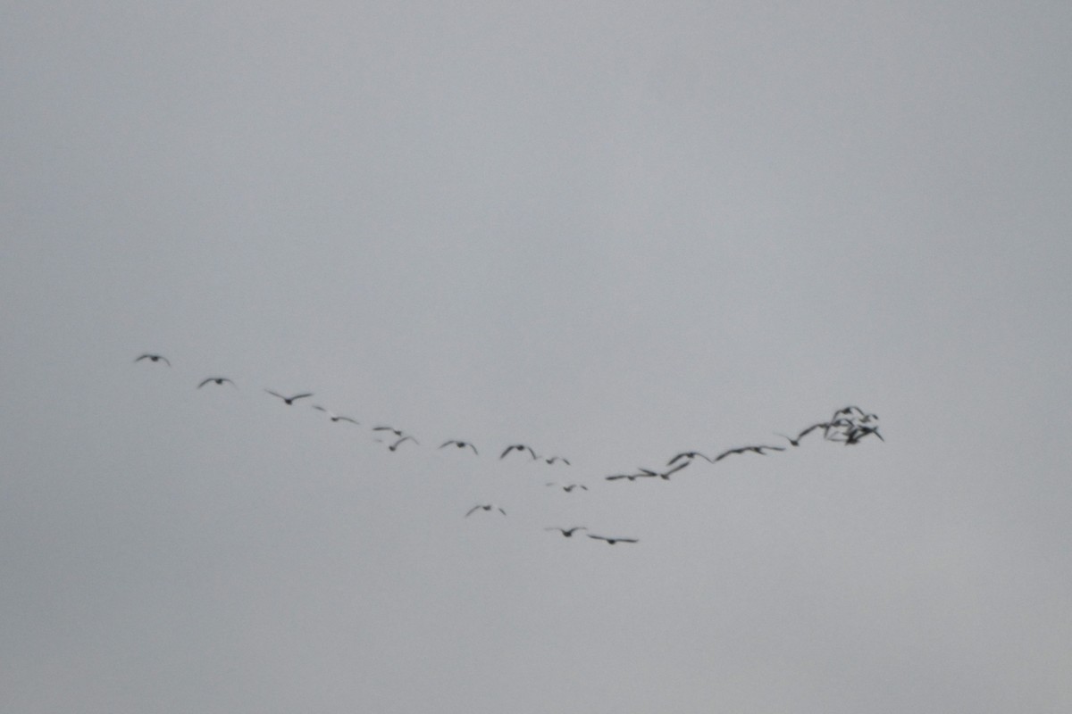 Snow Goose - ML646152764