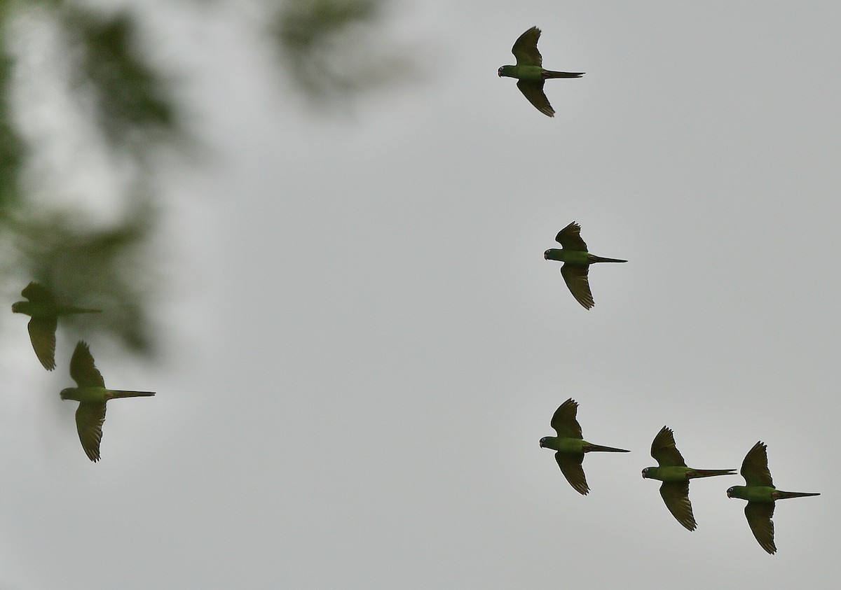 Conuro capoazzurro - ML646152767