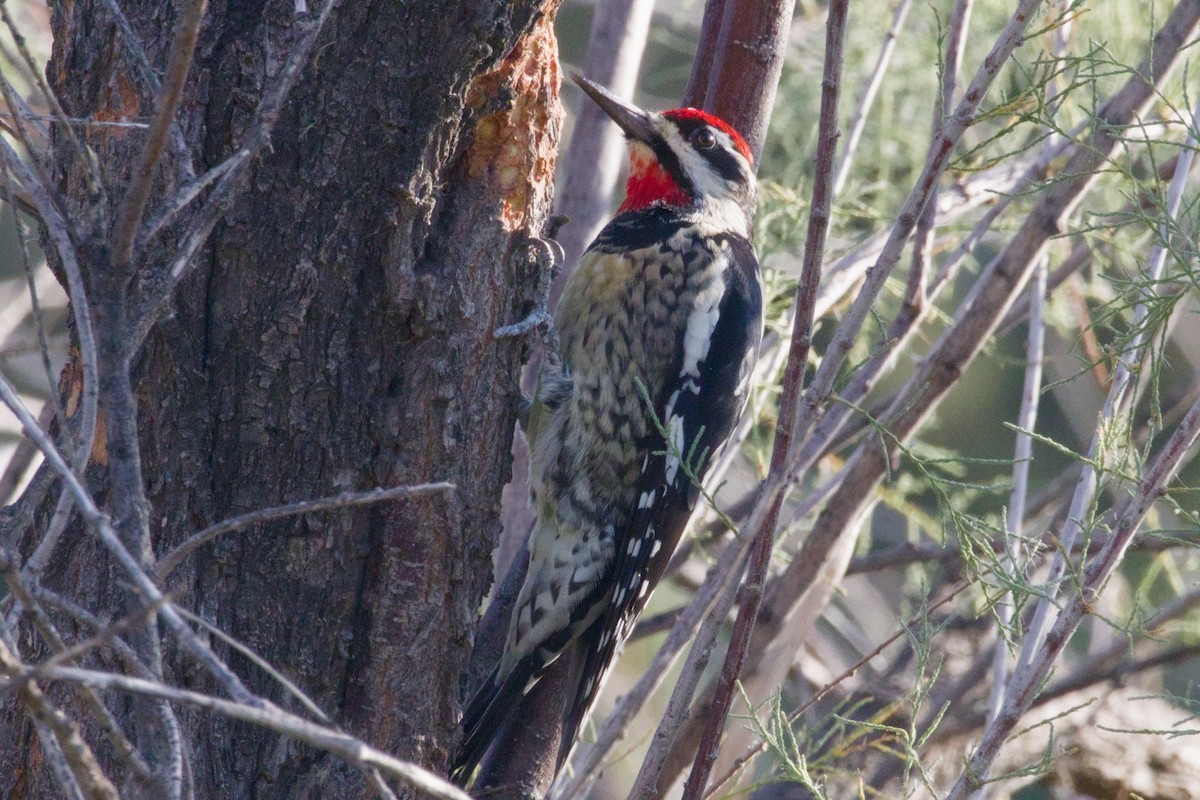 Red-naped Sapsucker - ML646152769