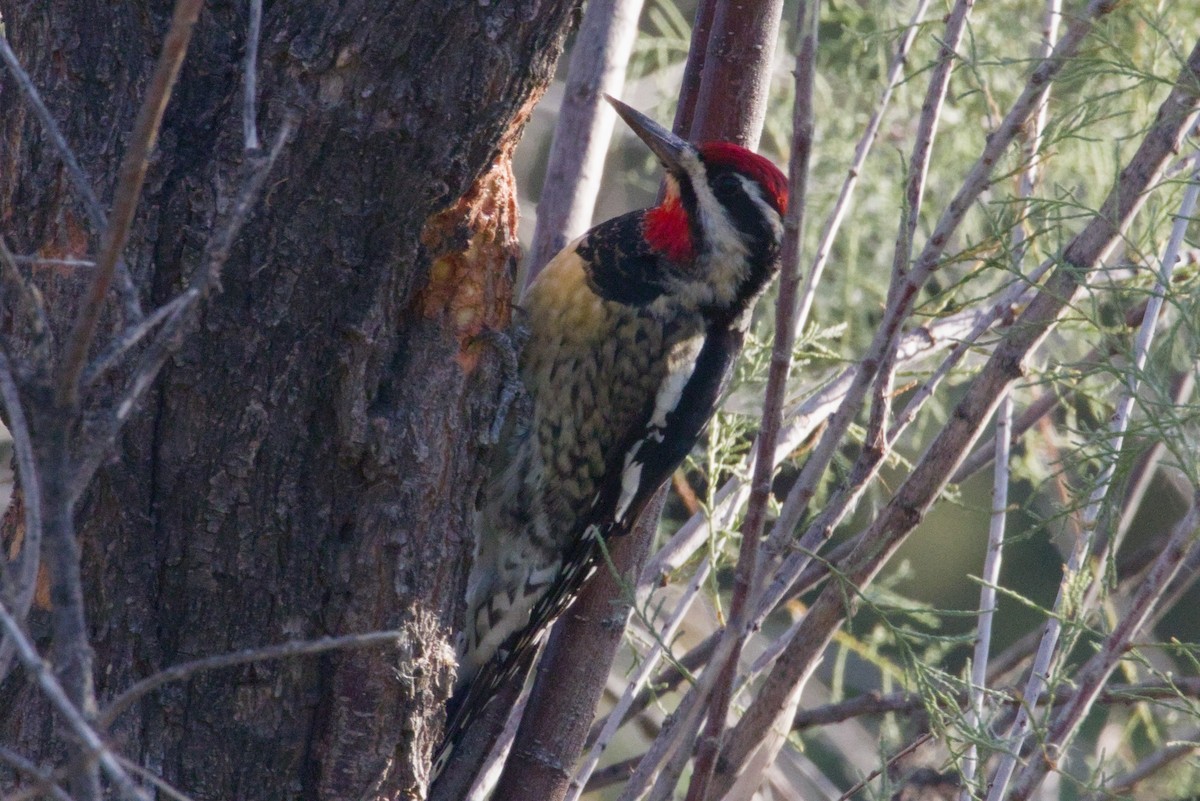 Red-naped Sapsucker - ML646152770