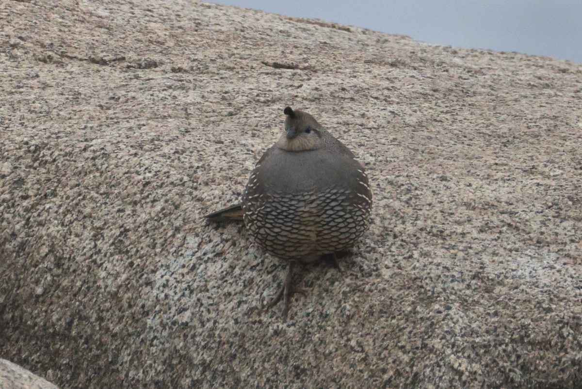 California Quail - ML646152772