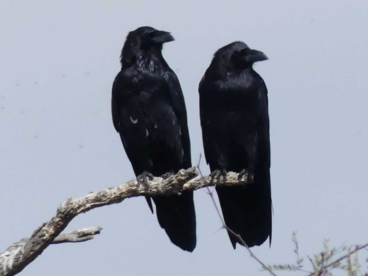 krkavec mexický - ML646152773