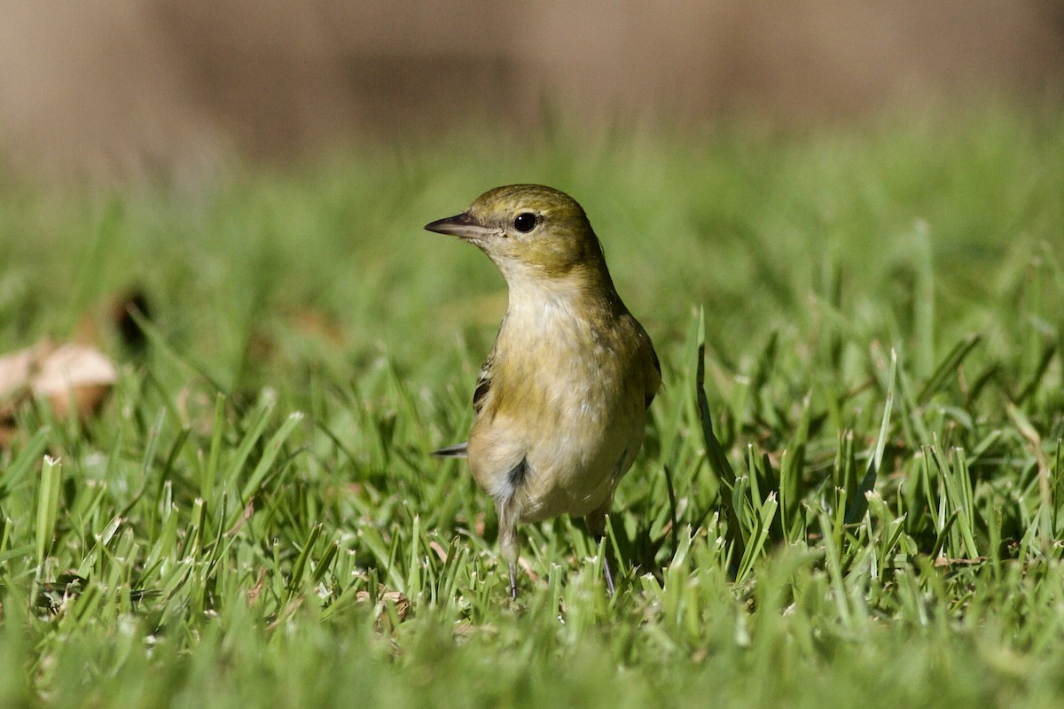 Bay-breasted Warbler - ML646152777