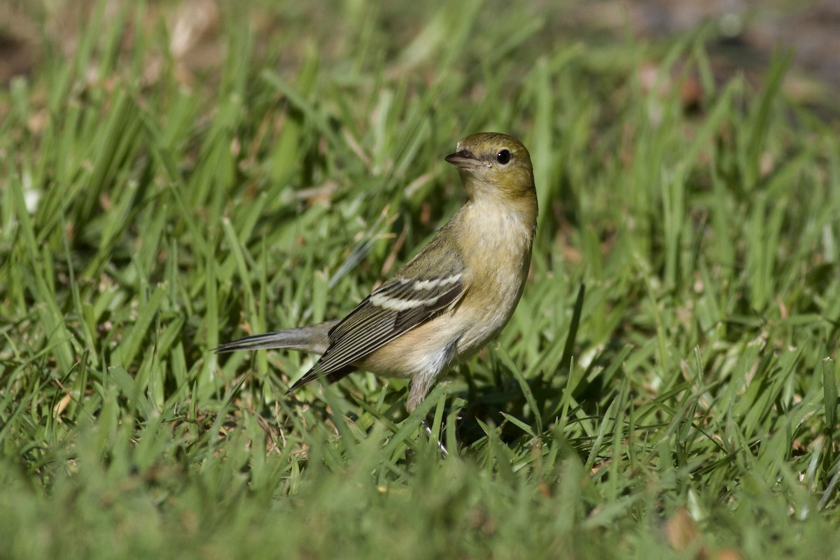 Bay-breasted Warbler - ML646152778