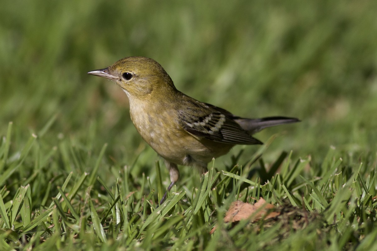 Bay-breasted Warbler - ML646152779