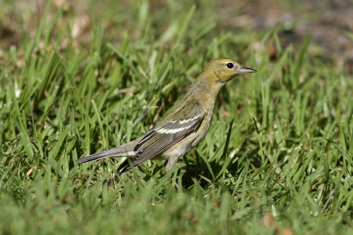 Bay-breasted Warbler - ML646152780
