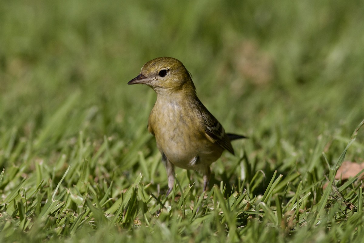 Bay-breasted Warbler - ML646152781