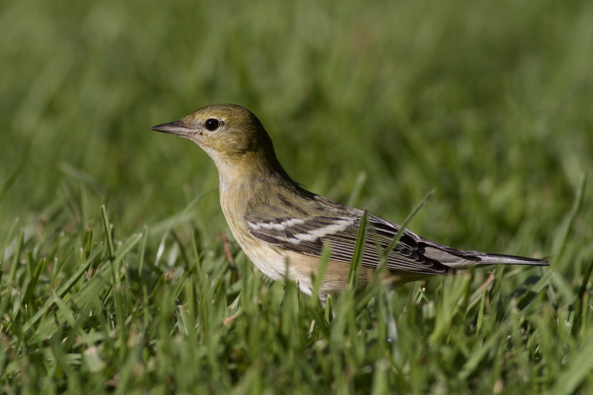 Bay-breasted Warbler - ML646152782