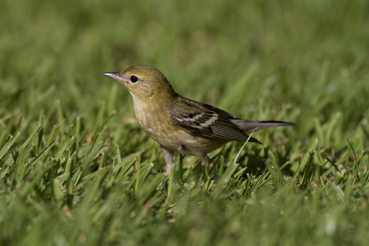 Bay-breasted Warbler - ML646152783