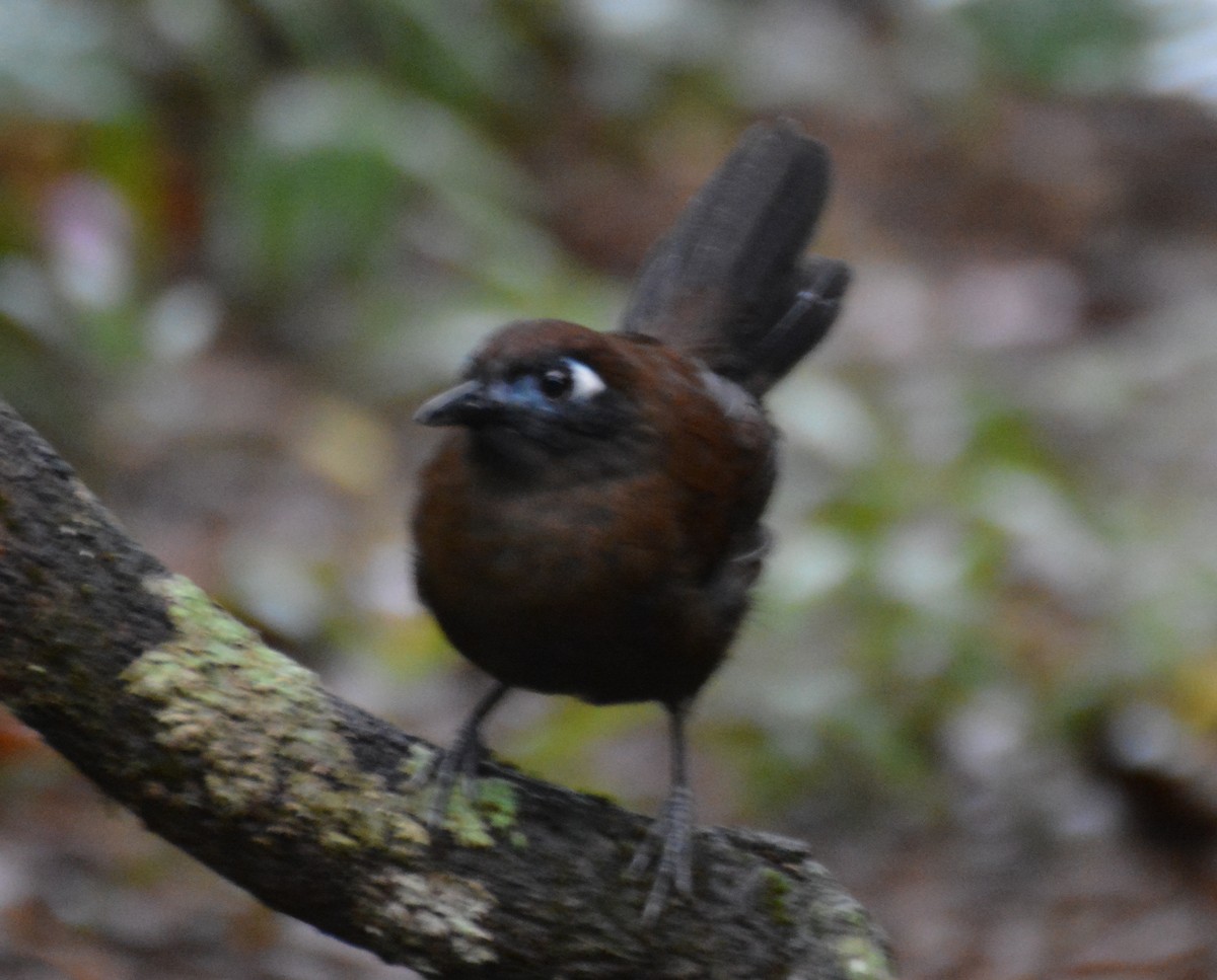 Blue-lored Antbird - ML646152785