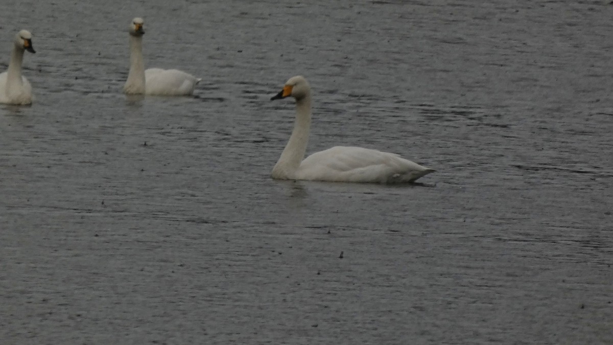 labuť zpěvná - ML646152787