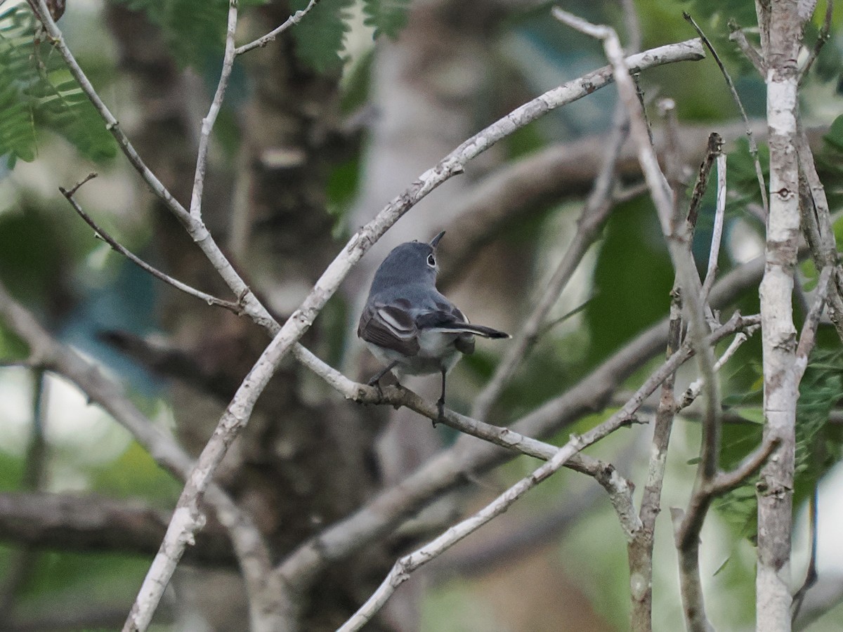 ברחשית כחלחלה - ML646152790