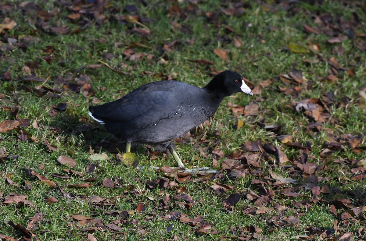 American Coot - ML646152792