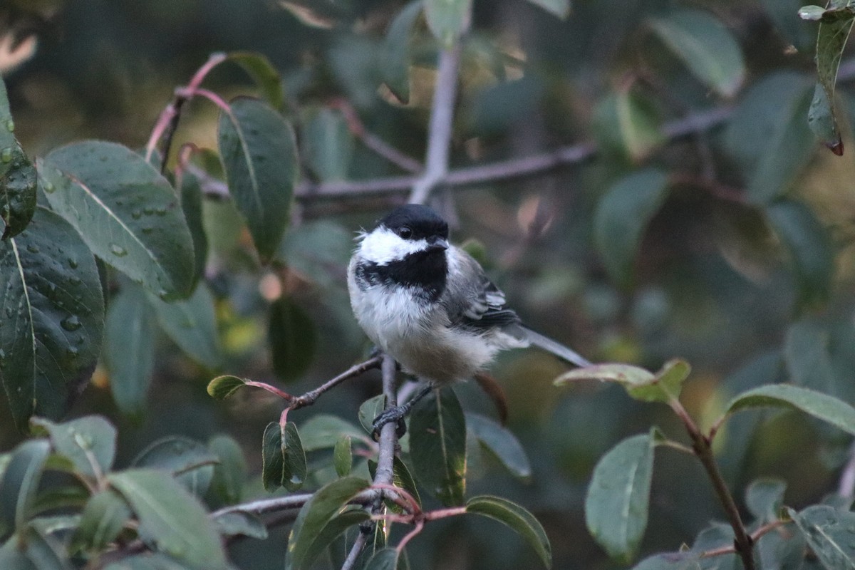 Black-capped Chickadee - ML646152794