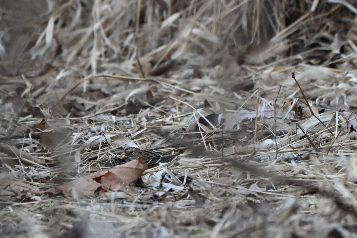 Harris's Sparrow - ML646152795