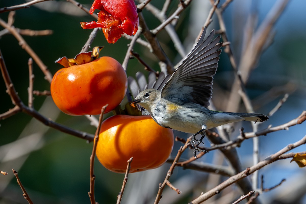 Yellow-rumped Warbler - ML646152796
