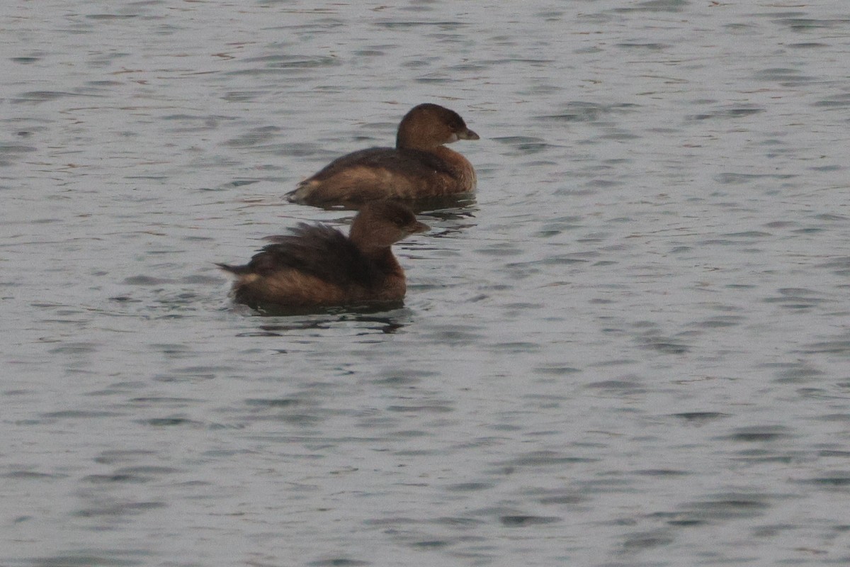 Pied-billed Grebe - ML646152799
