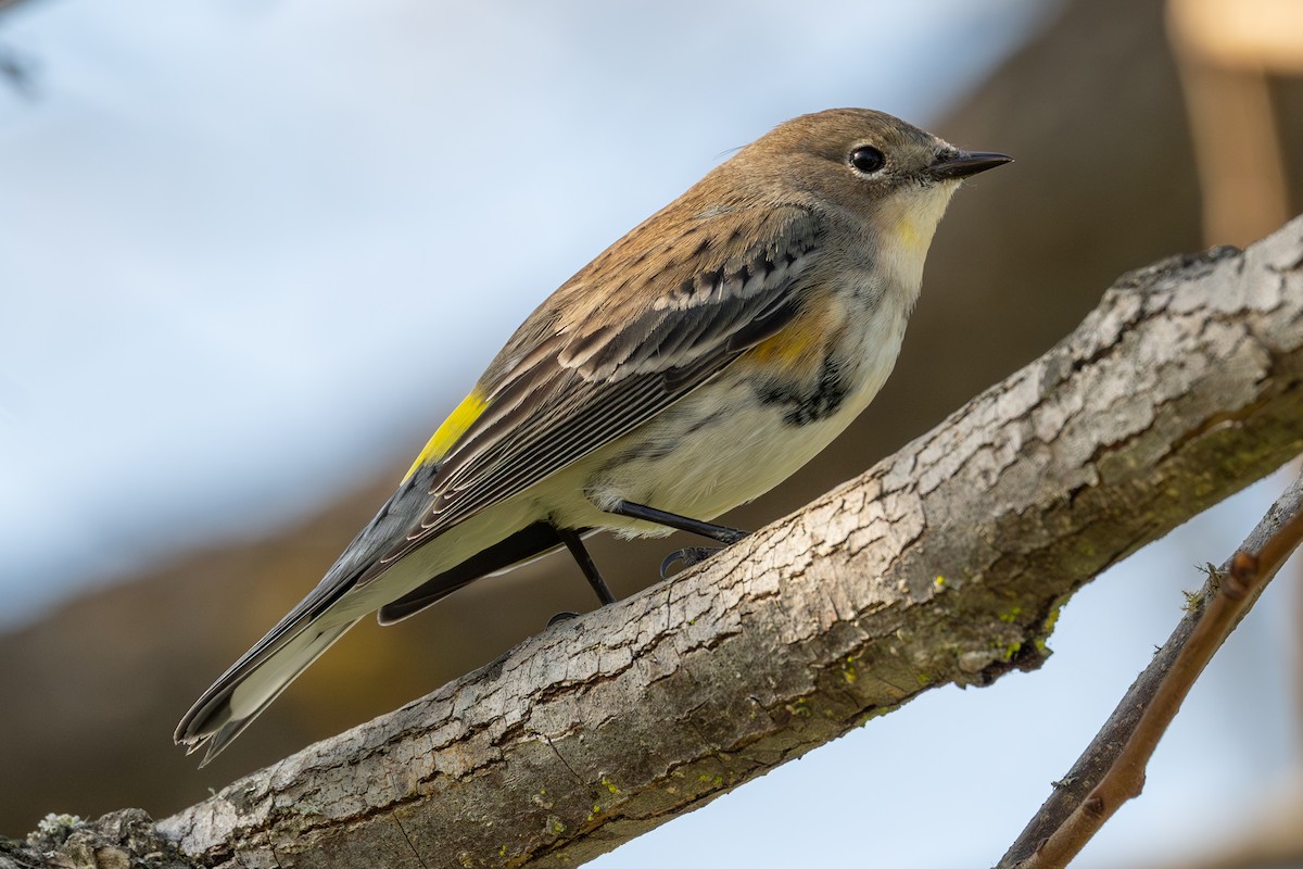 Yellow-rumped Warbler - ML646152801