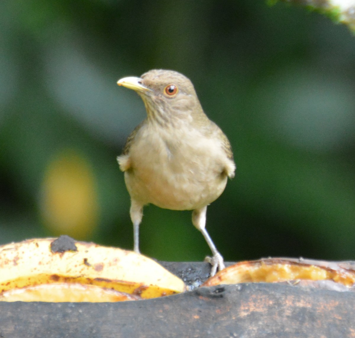 Clay-colored Thrush - ML646152804