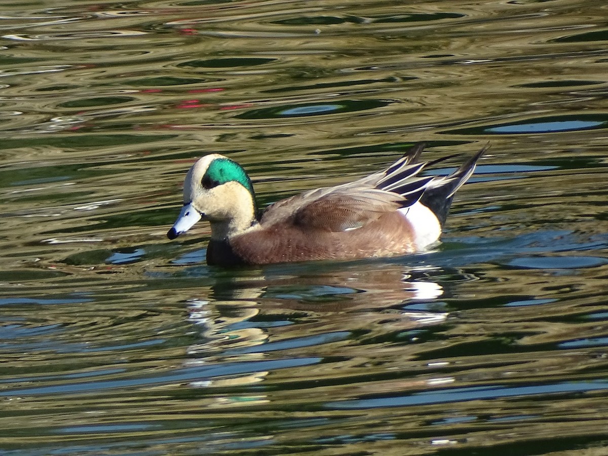 American Wigeon - ML646152815