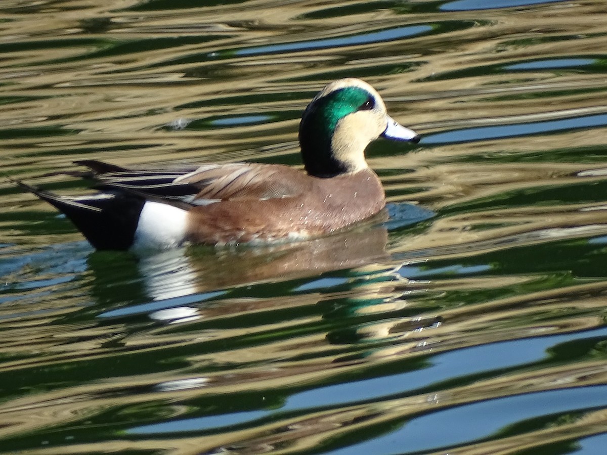 American Wigeon - ML646152816