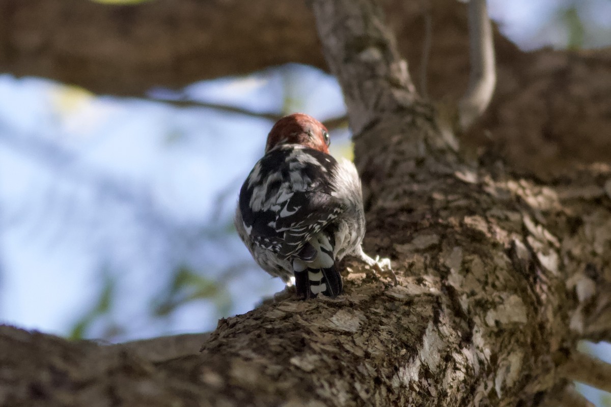 Red-breasted Sapsucker - ML646152817