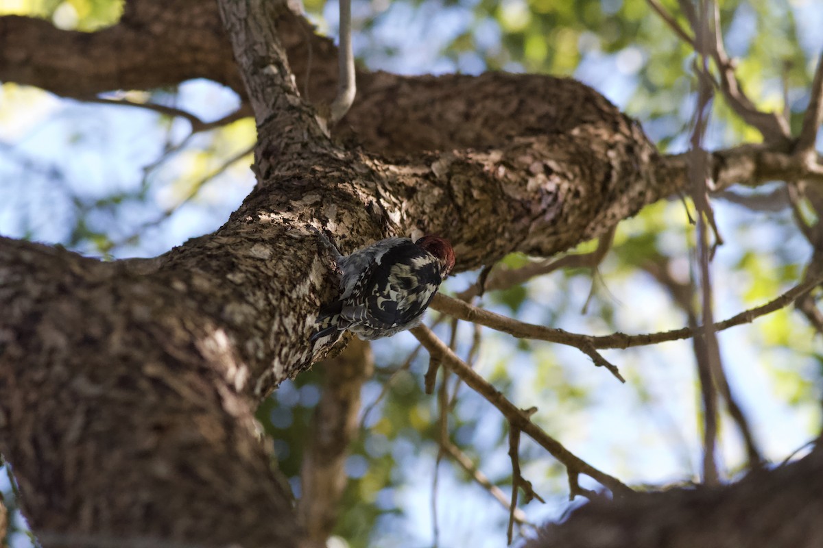 Red-breasted Sapsucker - ML646152818