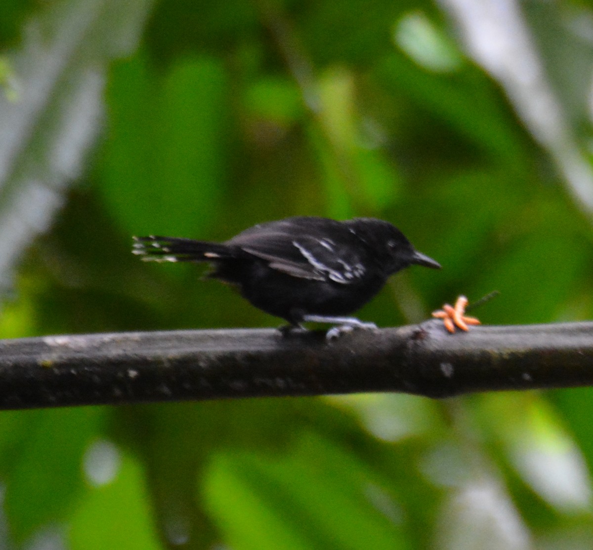 Jet Antbird - ML646152823